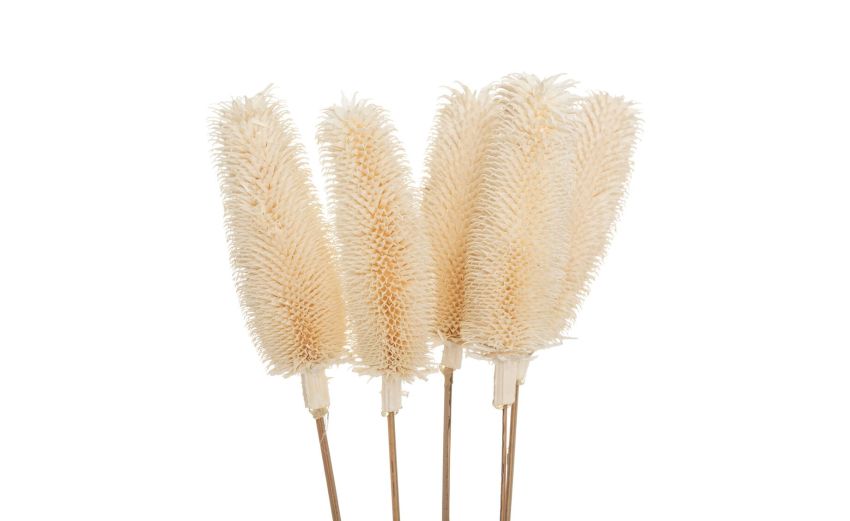 Bouquet Pampas di rami e fiori secchi H78 cm- -Beige-Piante secche-78 cmx20 cm