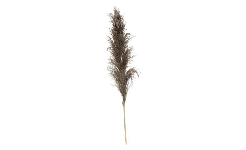 Pampa 3 fiori secchi marroni H110 cm- -Marrone-Piante secche
