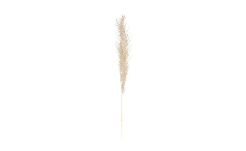 Pampas fiori secchi H110 cm- -Beige-Piante secche Pampas fiori secchi H110 cm- -Beige-Piante secche