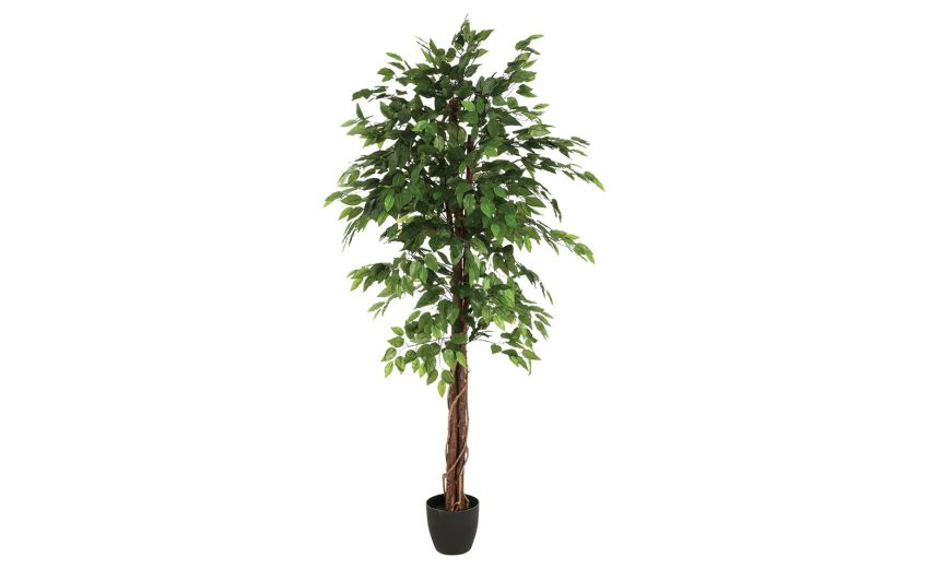 Ficus pianta artificiale con vaso h180 cm- -Verde-Poliestere-180 cmx114 cm Ficus pianta artificiale con vaso h180 cm- -Verde-Poliestere-180 cmx114 cm