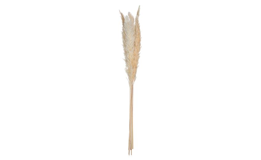 Pampa fiori secchi avorio H65 cm - -Beige-Piante secche Pampa fiori secchi avorio H65 cm - -Beige-Piante secche