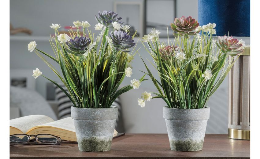Aeonium piantina con vaso h30 cm--Verde-Plastica