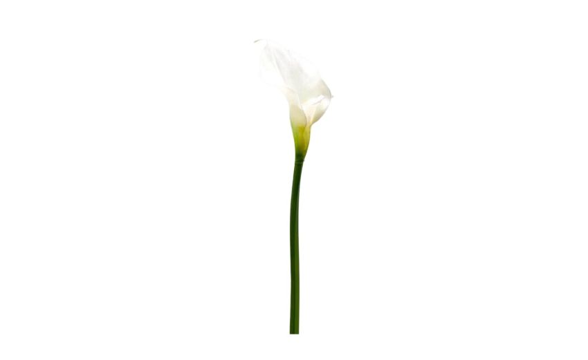 Calla royal h76--Bianco-Plastica Calla royal h76--Bianco-Plastica