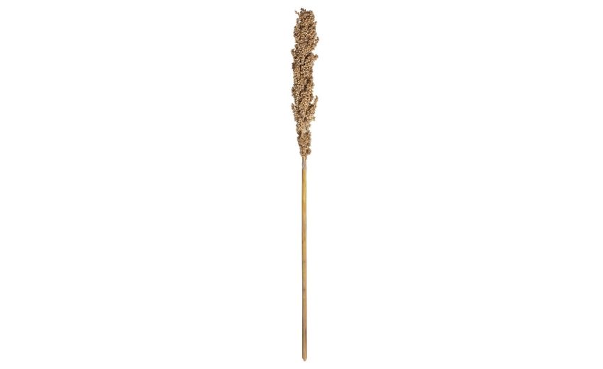Tiges fiori secchi H78 cm- -Beige-Piante secche-78 cmx6 cm