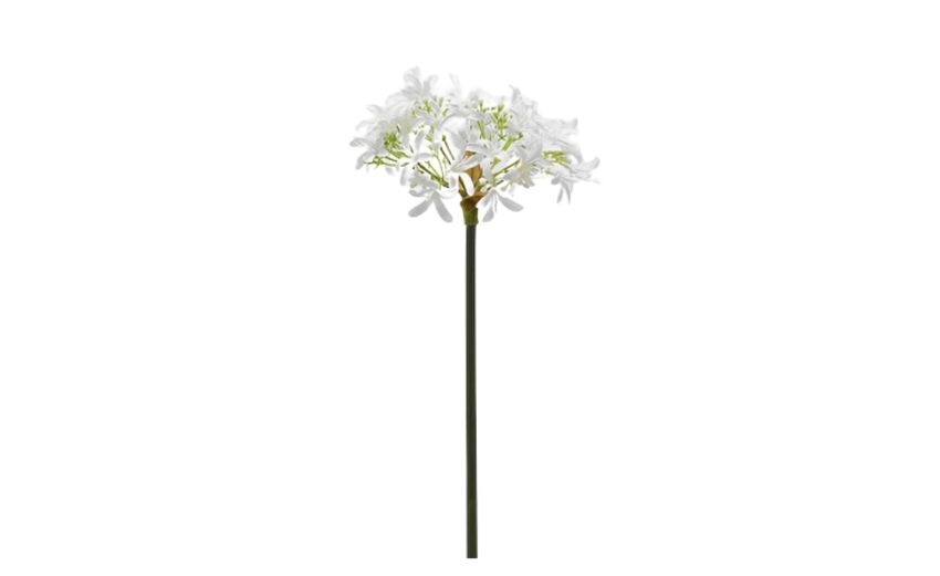 Agapanthus ramo bianco h60--Bianco-Plastica