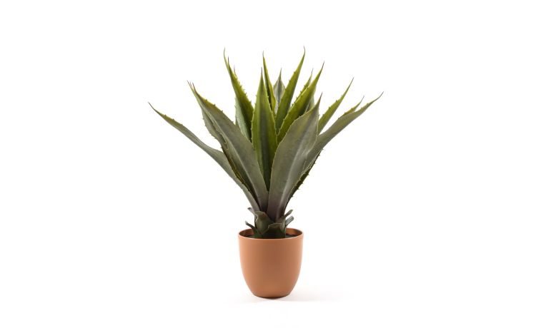 Agave pianta in vaso h50 cm--Verde-Plastica