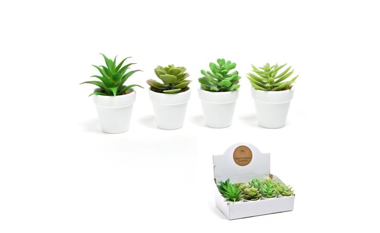 Piantina in vasetto h9 cm --Bianco-Plastica