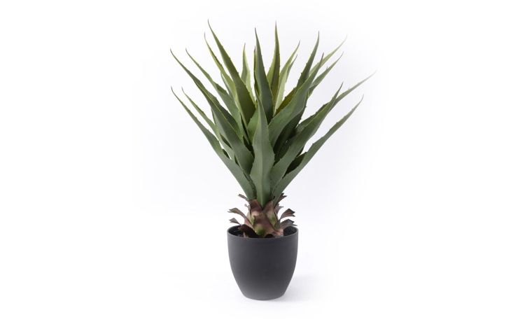Aloe pianta in vaso h70 cm