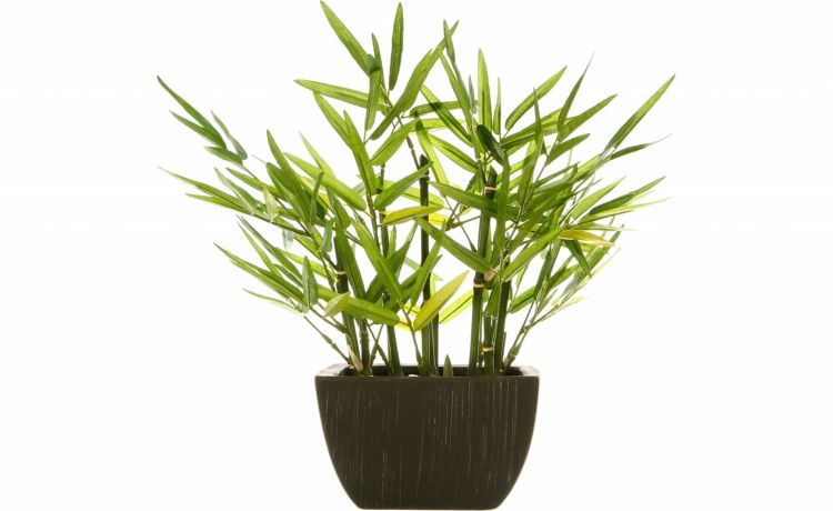 Bamboo pianta artificiale in vaso H35 cm- -Verde-Polietilene