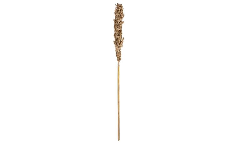 Tiges fiori secchi H78 cm- -Beige-Piante secche-78 cmx6 cm