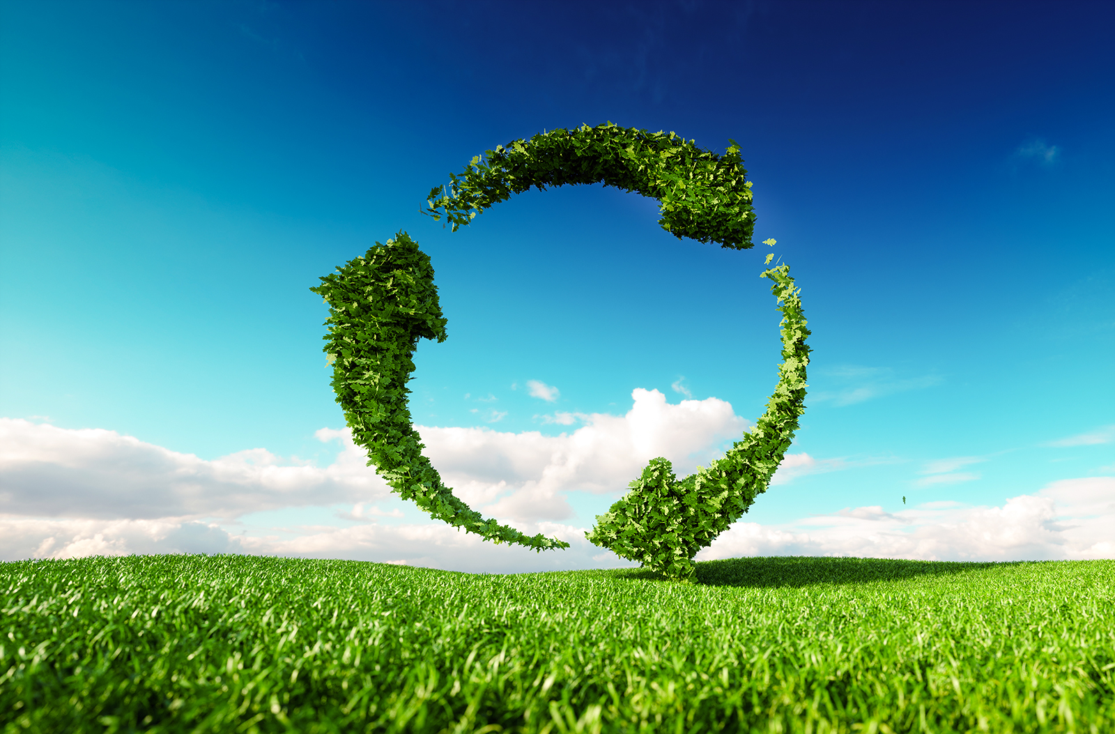 Conforama Scelte Green