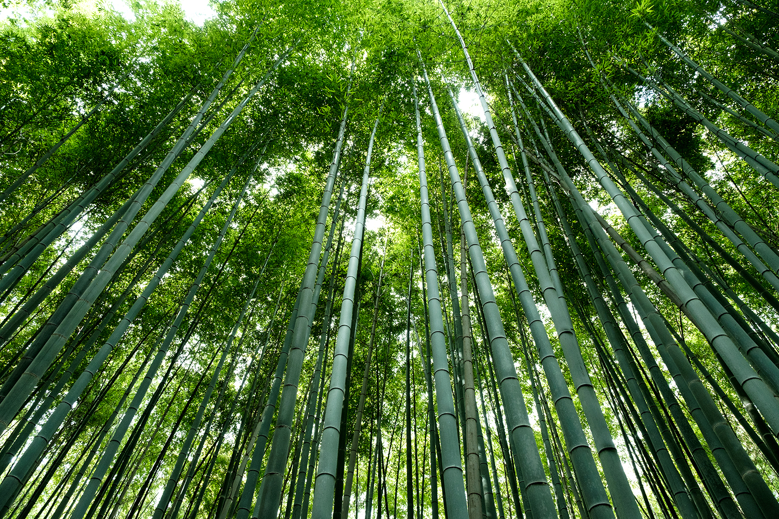 Conforama sceglie il Green